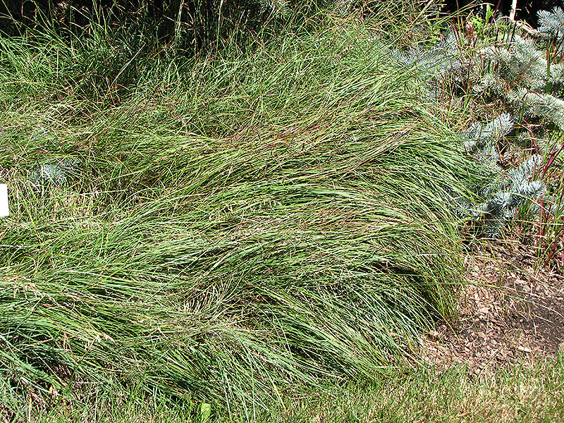 Blue Sedge (Carex flacca) at Ray Wiegand's Nursery