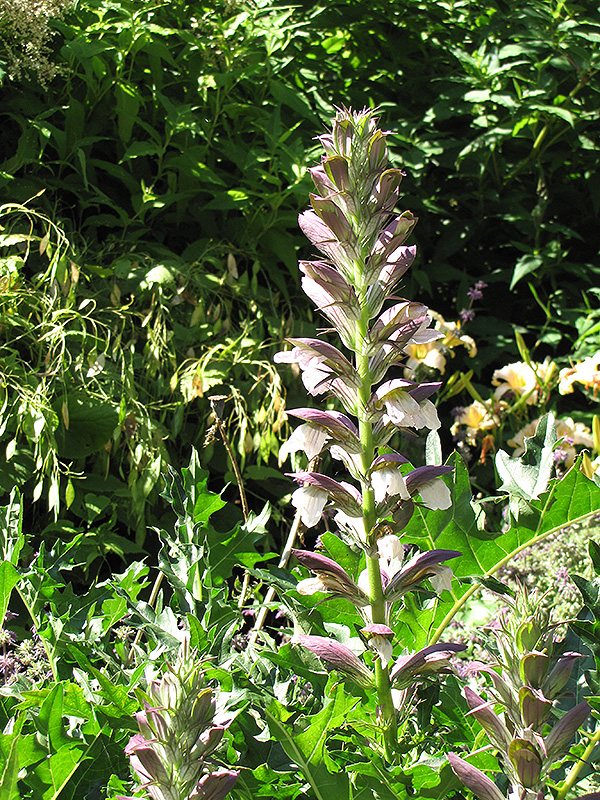 Bear's Breeches (Acanthus spinosus) at Ray Wiegand's Nursery