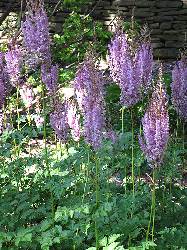 Purpurlanze Chinese Astilbe (Astilbe chinensis 'Purpurlanze') at Ray Wiegand's Nursery