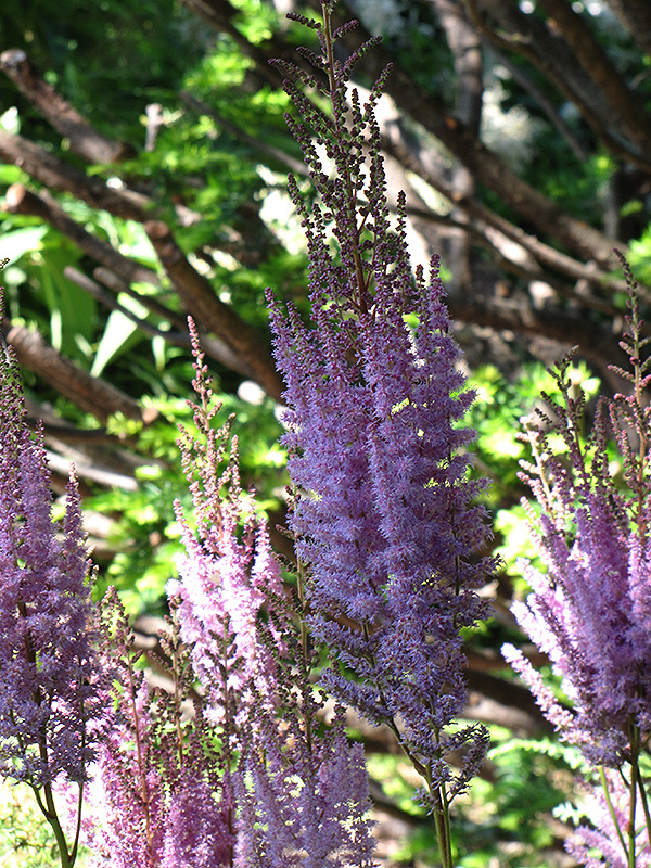 Purpurlanze Chinese Astilbe (Astilbe chinensis 'Purpurlanze') at Ray Wiegand's Nursery