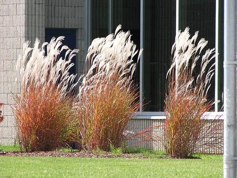 Flame Grass (Miscanthus sinensis 'Purpurascens') at Ray Wiegand's Nursery