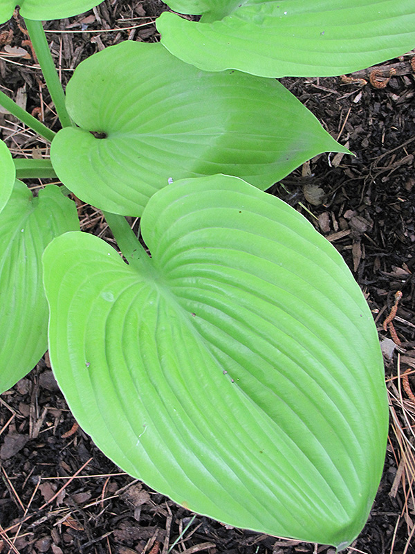 Sum and Substance Hosta (Hosta 'Sum and Substance') at Ray Wiegand's Nursery