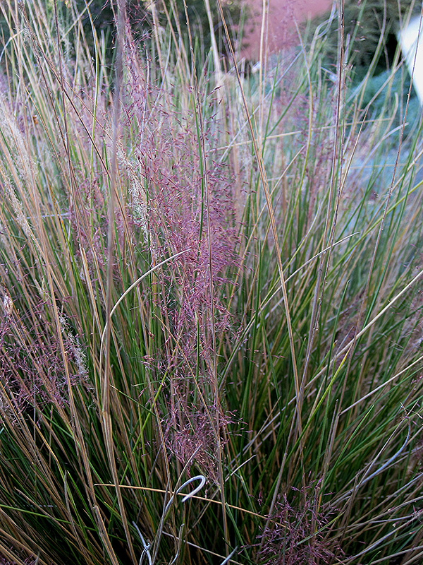 Pink Muhly Grass (Muhlenbergia capillaris 'Pink Muhly') at Ray Wiegand's Nursery