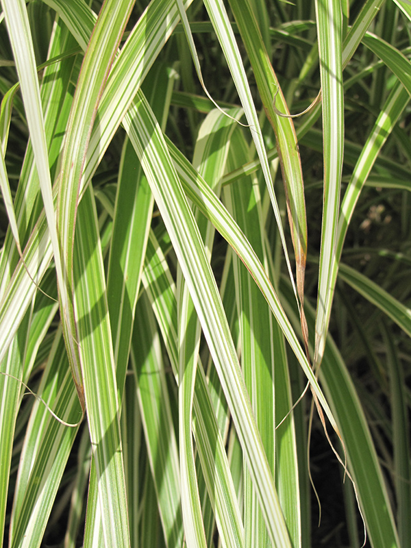 Morning Light Maiden Grass (Miscanthus sinensis 'Morning Light') at Ray Wiegand's Nursery