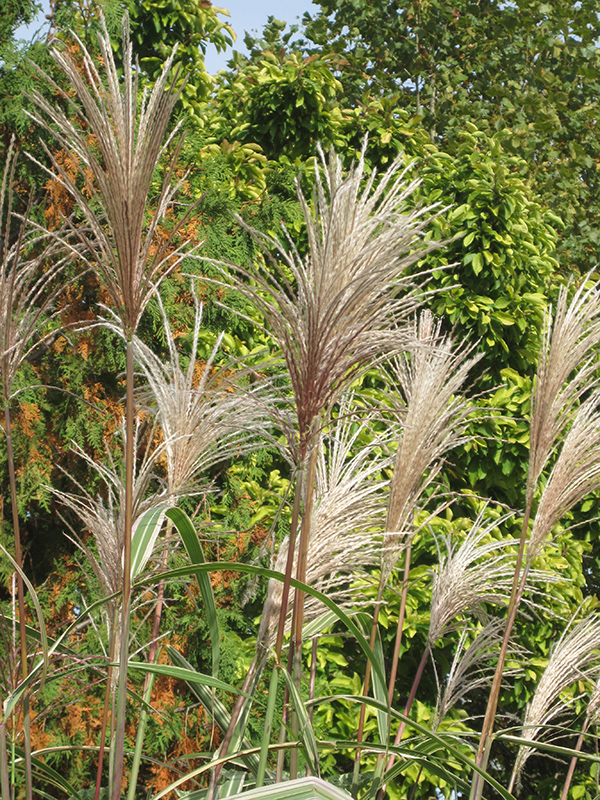 Variegated Silver Grass (Miscanthus sinensis 'Variegatus') at Ray Wiegand's Nursery