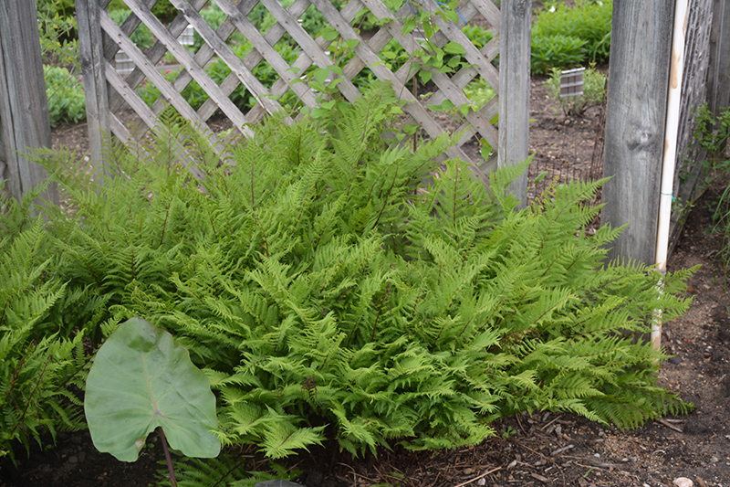 Lady in Red Fern (Athyrium filix-femina 'Lady in Red') at Ray Wiegand's Nursery
