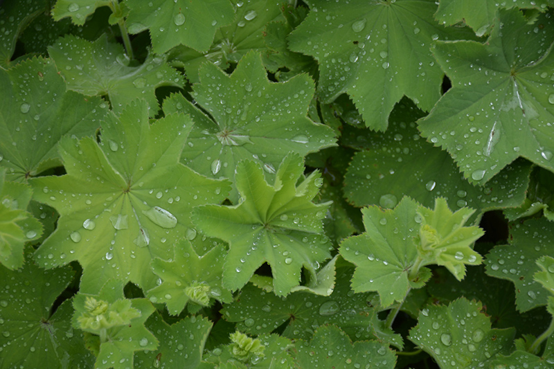 Lady's Mantle (Alchemilla mollis) at Ray Wiegand's Nursery