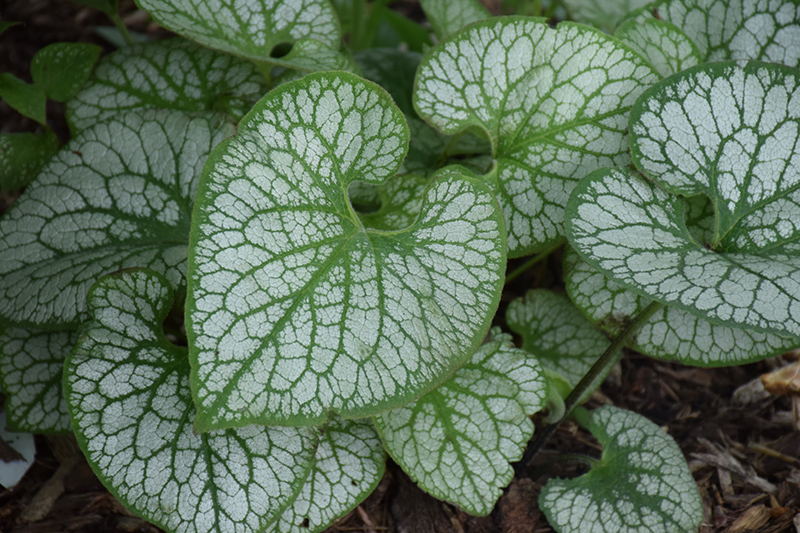 Jack Frost Bugloss (Brunnera macrophylla 'Jack Frost') at Ray Wiegand's Nursery
