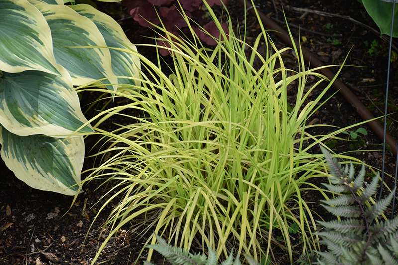 Bowles' Golden Sedge (Carex elata 'Bowles Golden') at Ray Wiegand's Nursery