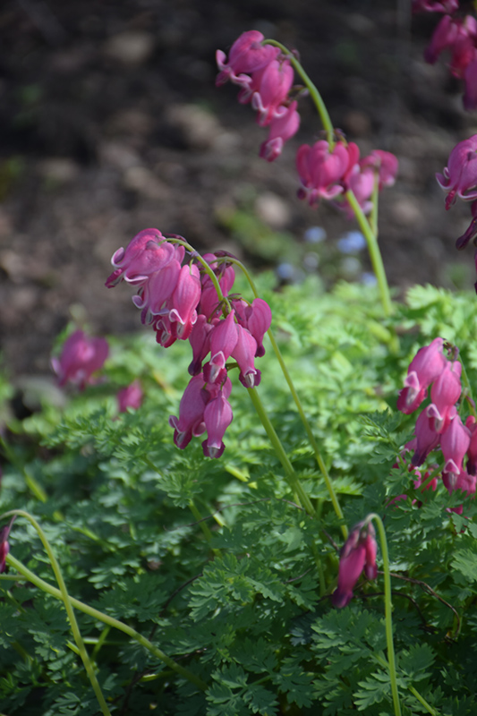 King of Hearts Bleeding Heart (Dicentra 'King of Hearts') at Ray Wiegand's Nursery