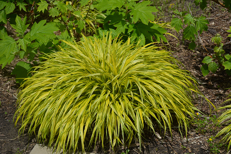 Golden Variegated Hakone Grass (Hakonechloa macra 'Aureola') at Ray Wiegand's Nursery