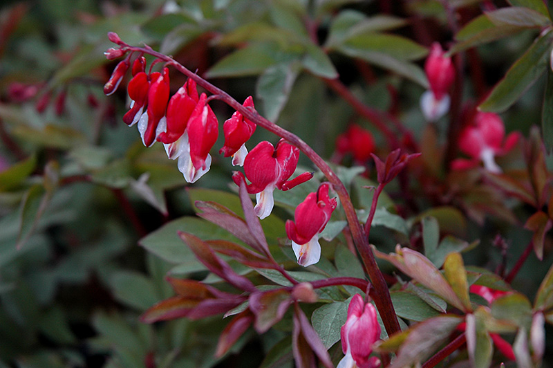Valentine Bleeding Heart (Dicentra spectabilis 'Hordival') at Ray Wiegand's Nursery