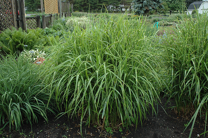 Porcupine Grass (Miscanthus sinensis 'Strictus') at Ray Wiegand's Nursery