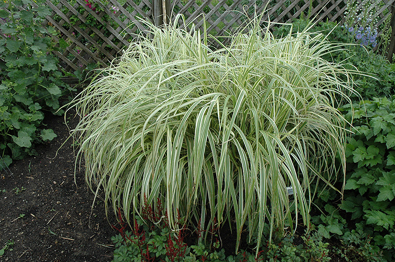 Dixieland Maiden Grass (Miscanthus sinensis 'Dixieland') at Ray Wiegand's Nursery
