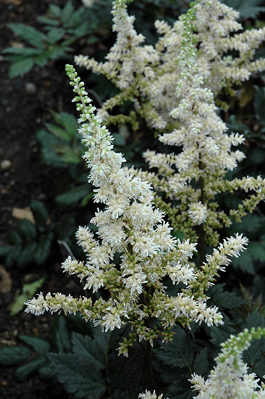 Visions in White Chinese Astilbe (Astilbe chinensis 'Visions in White') at Ray Wiegand's Nursery