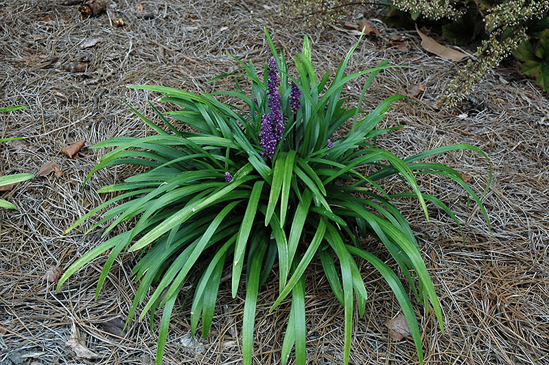 Royal Purple Lily Turf (Liriope muscari 'Royal Purple') at Ray Wiegand's Nursery