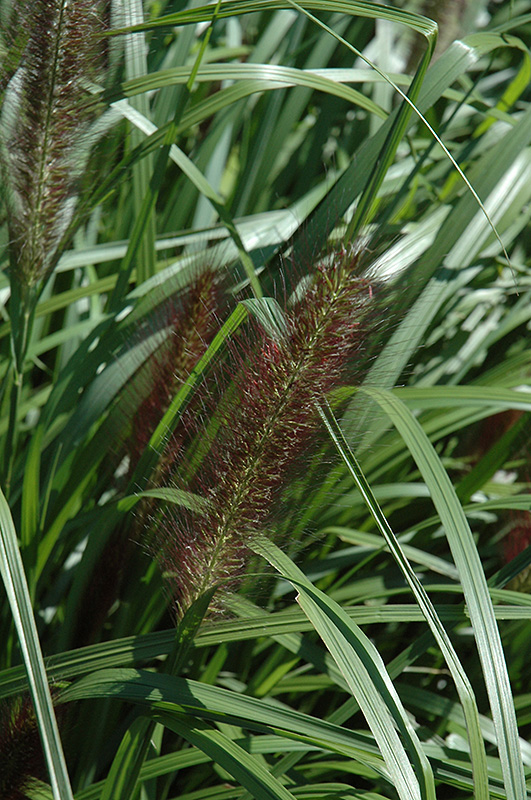 Red Head Fountain Grass (Pennisetum alopecuroides 'Red Head') at Ray Wiegand's Nursery
