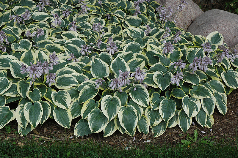 First Frost Hosta (Hosta 'First Frost') at Ray Wiegand's Nursery