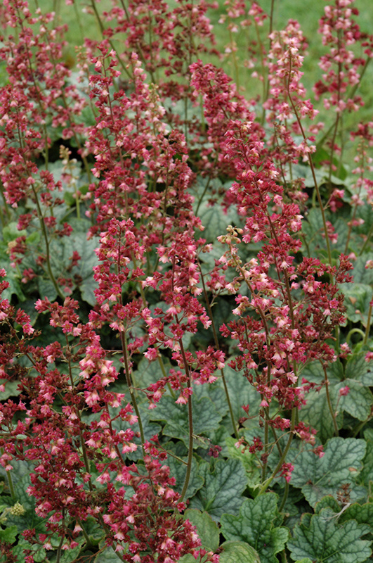 Berry Timeless Coral Bells (Heuchera 'Berry Timeless') at Ray Wiegand's Nursery