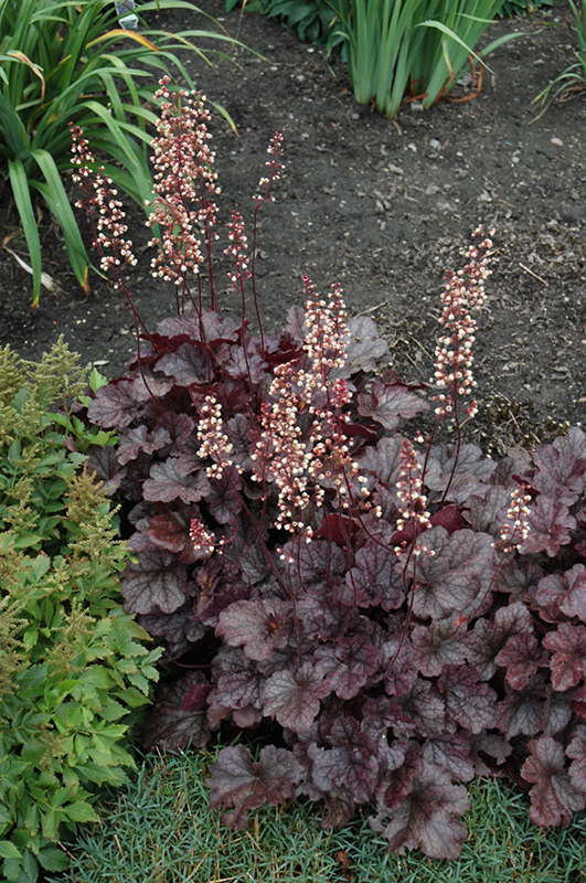 Grape Expectations Coral Bells (Heuchera 'Grape Expectations') at Ray Wiegand's Nursery