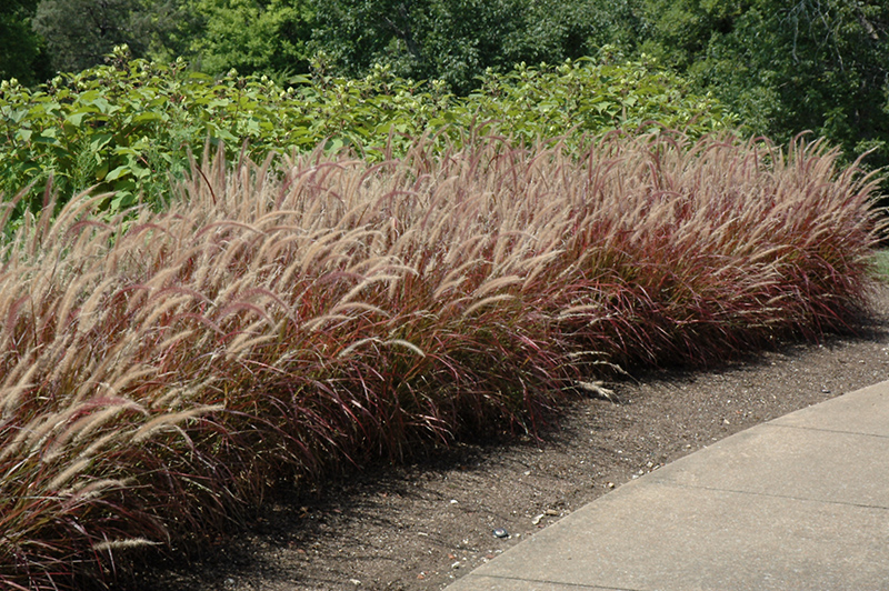 Purple Fountain Grass (Pennisetum setaceum 'Rubrum') at Ray Wiegand's Nursery