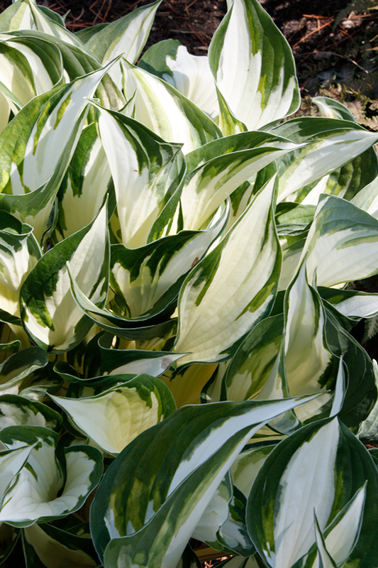 Fire and Ice Hosta (Hosta 'Fire and Ice') at Ray Wiegand's Nursery