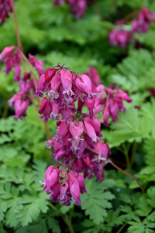 Luxuriant Bleeding Heart (Dicentra 'Luxuriant') at Ray Wiegand's Nursery