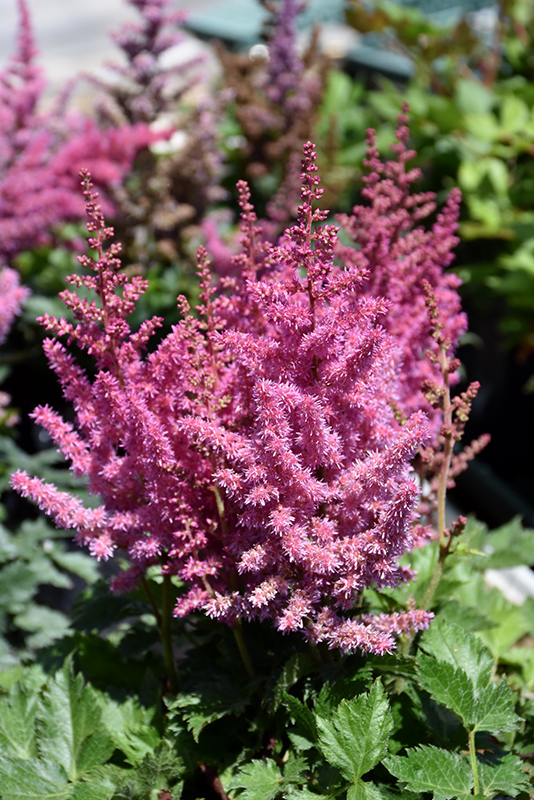 Little Vision In Pink Chinese Astilbe (Astilbe chinensis 'Little Vision In Pink') at Ray Wiegand's Nursery