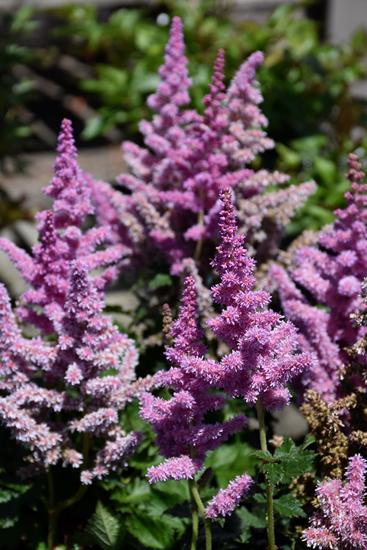Little Vision In Purple Chinese Astilbe (Astilbe chinensis 'Little Vision In Purple') at Ray Wiegand's Nursery