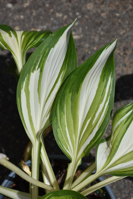 Cool As A Cucumber Hosta (Hosta 'Cool As A Cucumber') at Ray Wiegand's Nursery