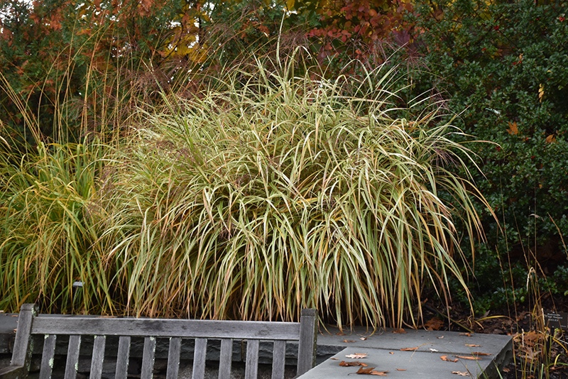Dixieland Maiden Grass (Miscanthus sinensis 'Dixieland') at Ray Wiegand's Nursery
