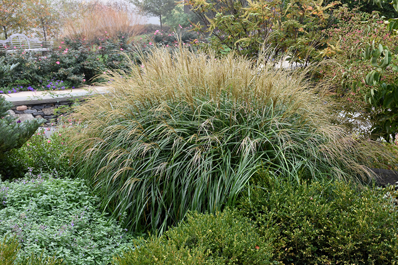 Adagio Maiden Grass (Miscanthus sinensis 'Adagio') at Ray Wiegand's Nursery