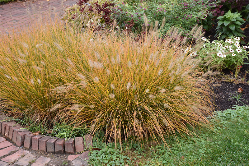 Hameln Dwarf Fountain Grass (Pennisetum alopecuroides 'Hameln') at Ray Wiegand's Nursery