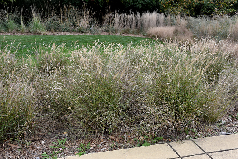 Karley Rose Oriental Fountain Grass (Pennisetum orientale 'Karley Rose') at Ray Wiegand's Nursery