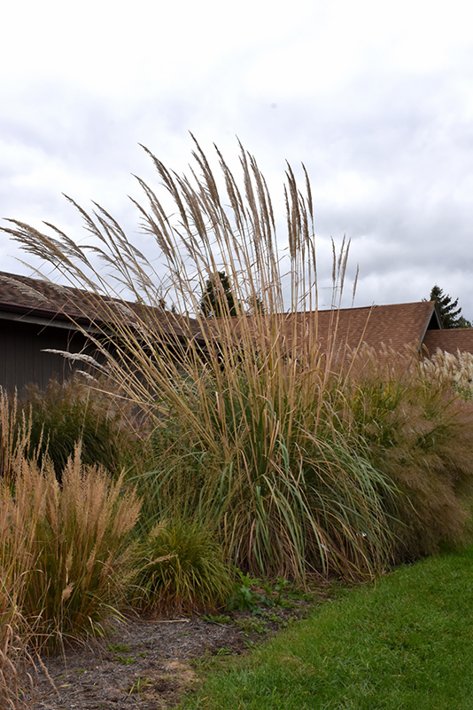 Ravenna Grass (Erianthus ravennae) at Ray Wiegand's Nursery