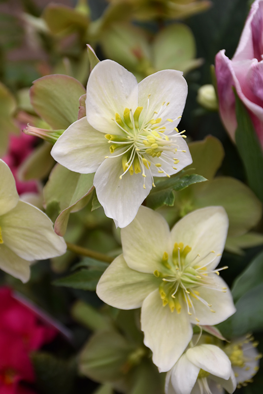 Gold Collection Shooting Star Hellebore (Helleborus 'Shooting Star') at Ray Wiegand's Nursery