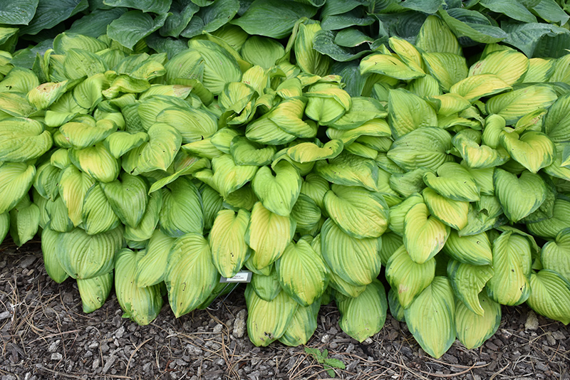 Stained Glass Hosta (Hosta 'Stained Glass') at Ray Wiegand's Nursery