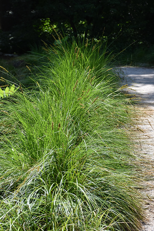 Autumn Moor Grass (Sesleria autumnalis) at Ray Wiegand's Nursery