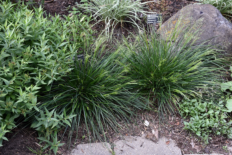 Golden Dew Tufted Hair Grass (Deschampsia cespitosa 'Goldtau') at Ray Wiegand's Nursery