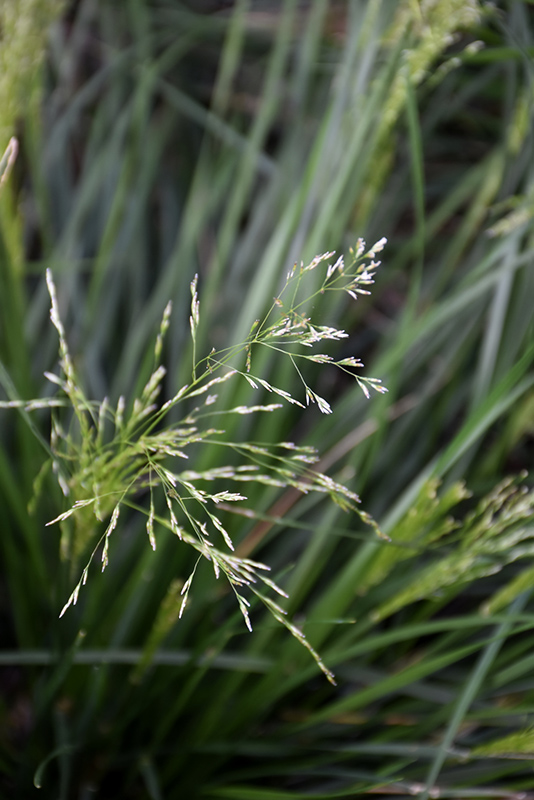 Golden Dew Tufted Hair Grass (Deschampsia cespitosa 'Goldtau') at Ray Wiegand's Nursery