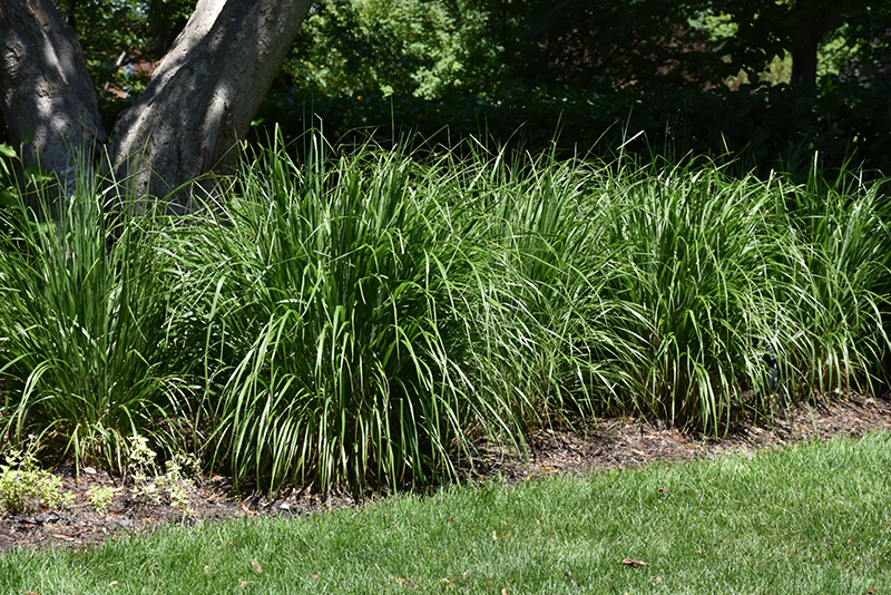 Korean Reed Grass (Calamagrostis brachytricha) at Ray Wiegand's Nursery