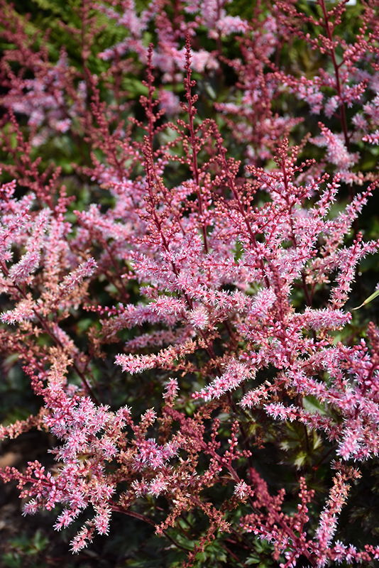 Delft Lace Astilbe (Astilbe 'Delft Lace') at Ray Wiegand's Nursery