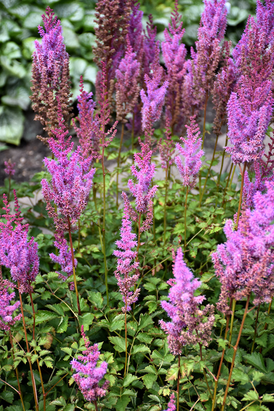 Purple Candles Astilbe (Astilbe chinensis 'Purple Candles') at Ray Wiegand's Nursery