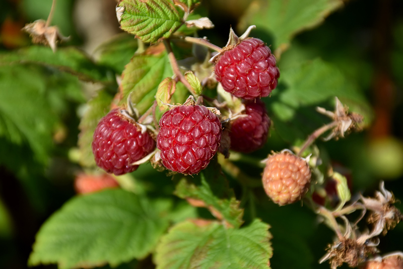 Heritage Raspberry Rubus In Macomb Michigan Mi At Heritage Raspberry Rubus At Ray Wiegand S Nursery