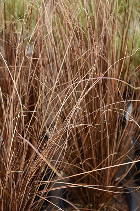 Red Rooster Sedge (Carex buchananii 'Red Rooster') at Ray Wiegand's Nursery