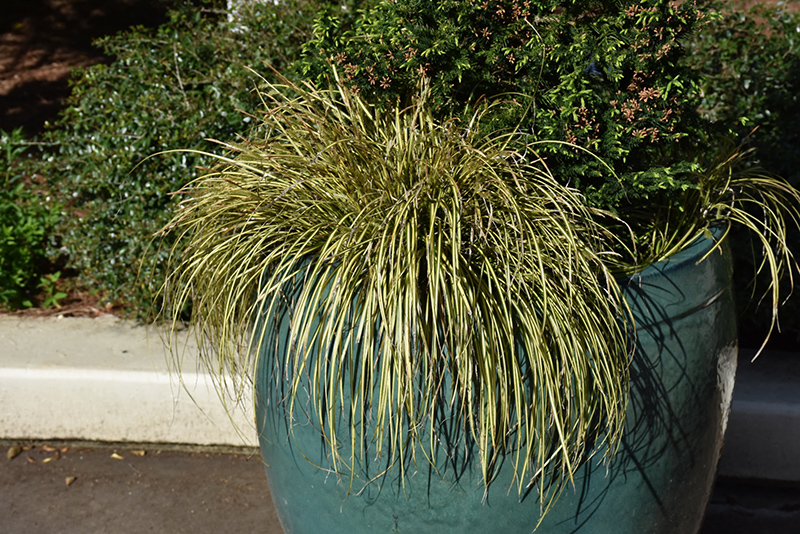 EverColor Eversheen Japanese Sedge (Carex oshimensis 'Eversheen') at Ray Wiegand's Nursery