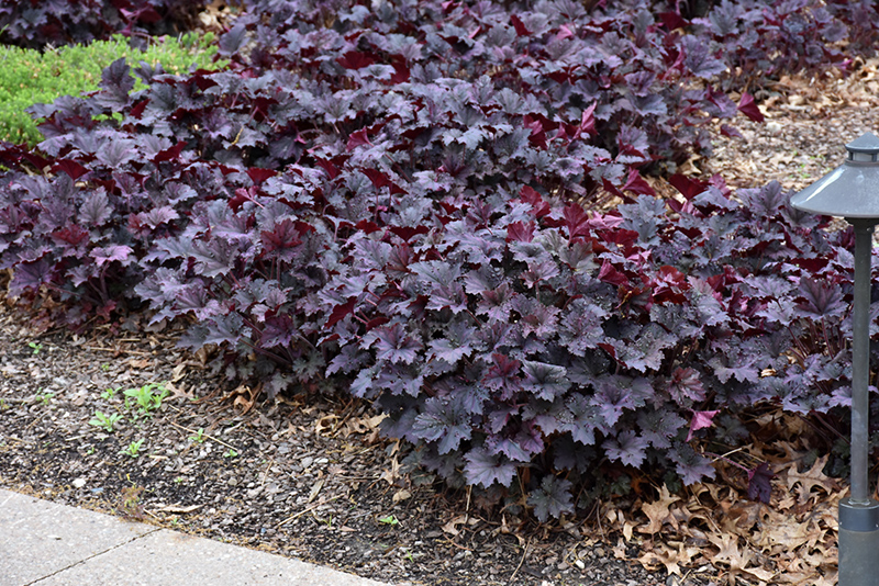 Frosted Violet Coral Bells (Heuchera 'Frosted Violet') at Ray Wiegand's Nursery
