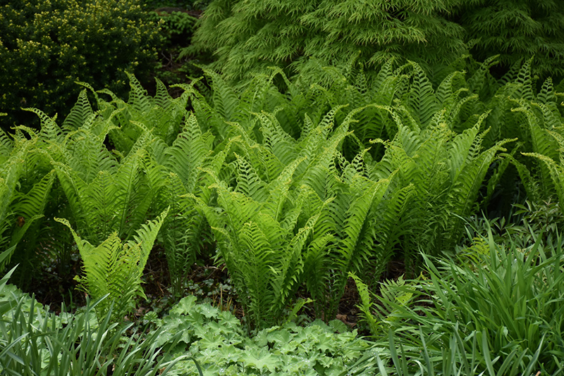 Ostrich Fern (Matteuccia struthiopteris) at Ray Wiegand's Nursery