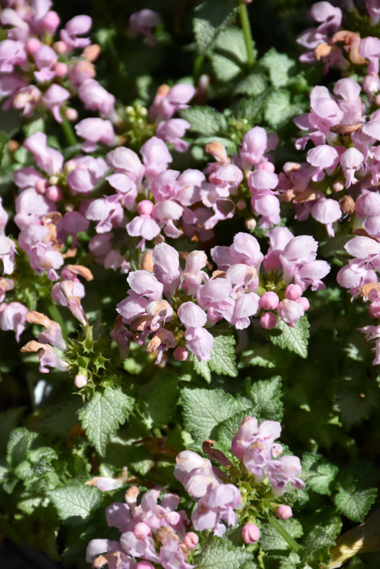 Pink Pewter Spotted Dead Nettle (Lamium maculatum 'Pink Pewter') at Ray Wiegand's Nursery