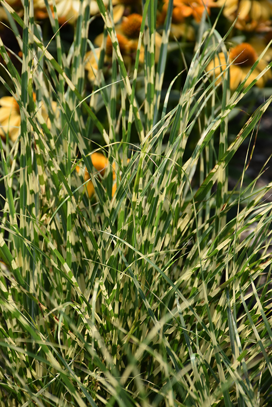 Bandwidth Maiden Grass (Miscanthus sinensis 'NCMS2B') at Ray Wiegand's Nursery